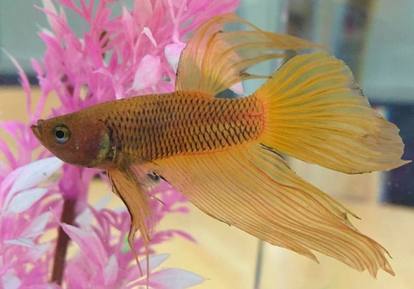 Петушок Вуалехвостый  желтый самец (Betta-splendens-platinum-Veiltail-yelloy)