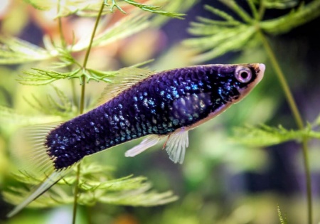Меченосец Геллера черный (Xiphophorus helleri Black)