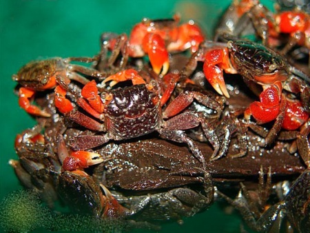 Краб Красный Мангровый (Sesarma Moechii﻿)