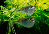 Клинобрюшка обыкновенная (Gasteropelecus sternicla)