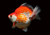 Риукин красно-белый короткохвостый (Goldfish Ryukin white & Red short tail)