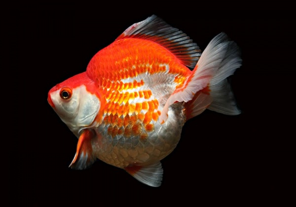 Риукин красно-белый короткохвостый (Goldfish Ryukin white & Red short tail)
