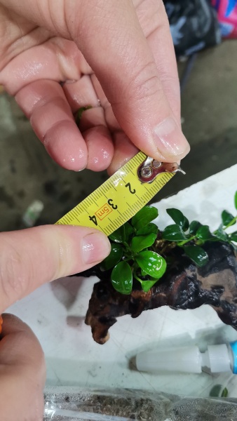 Анубиас Нана Петит на коряге 5-7 см  (Anubias nana)