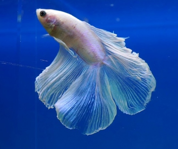 Петушок Супер Дельта двухвостый белый самец (betta-MALE super-delta double white tail-)