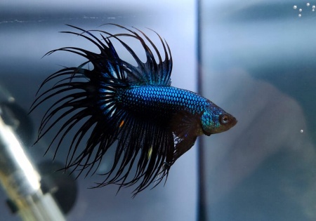 Петушок Коронохвостый черная орхидея самец (Betta-male-crown-tail-black-Orchid)
