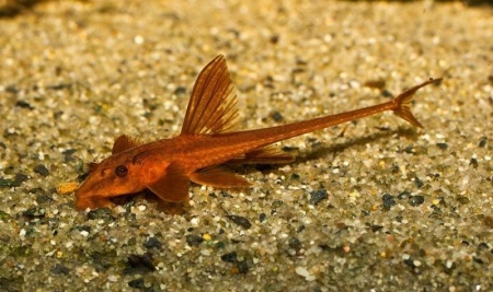 Лорикария красная (Rhineloricaria lanceolata) Сом