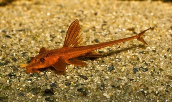 Лорикария красная (Rhineloricaria lanceolata) Сом