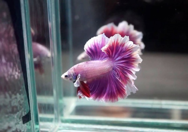 Петушок Халф Мун орхидея пурпурная самец (Betta male Halfmoon purple orchid)