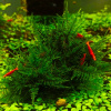 Мох рождественский - крисмас (Christmas Moss, Vesicularia montagnei)
