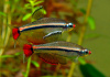 Кардинал (Tanichthys albonubes) 2 см