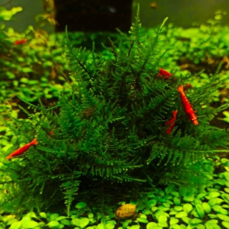 Мох рождественский - крисмас (Christmas Moss, Vesicularia montagnei)