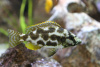 Цихлида Нимбохромис ливингстона (Nimbochromis livingstonii) Хаплохромис