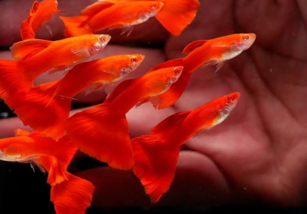 Гуппи полностью красный альбинос (Guppy Full Red albino)