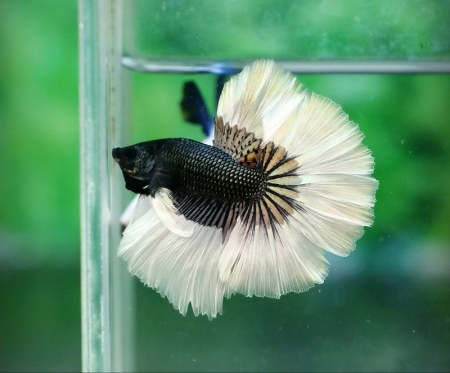 Петушок Халф Мун черный бабочка самец (Betta splendens Halfmoon black Butterfly)