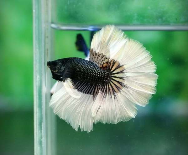 Петушок Халф Мун черный бабочка самец (Betta splendens Halfmoon black Butterfly)