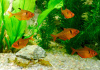 Тетра Серпас  Минор (Hyphessobrycon Callistus)