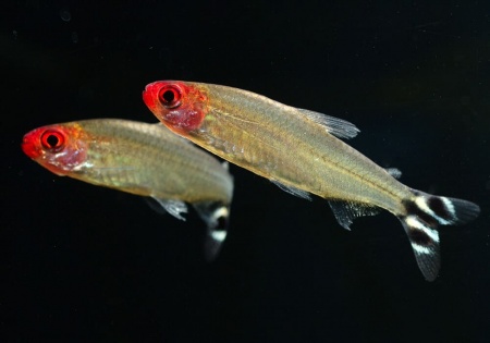 Родостомус, Тетра красноносая  (Hemigrammus rhodostomus, Hemmigrammus bleheri)