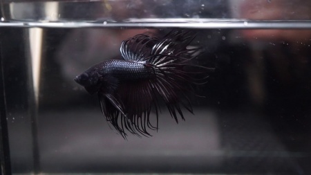 Петушок Коронохвостый черный дым самец (Betta Fish BLACK ORCHID CROWNTAIL)