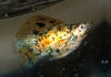 Моллинезия золотой мрамор баллон (Poecilia sphenops Gold Marble Molly balloon)