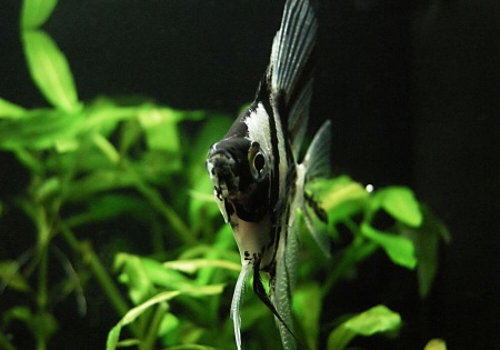 Скалярия Березка (pterophyllum birch)
