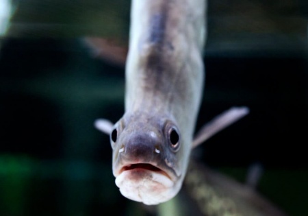 Нож Индийский Хитала глазчатый (Notopterus chitala) 7 см