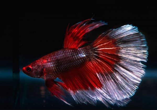 Петушок Супер Дельта красная бабочка самец (Betta-splendens-Super Delta-Red-Butterfy)
