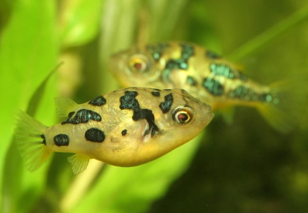 Тетрадон карликовый (Tetraodon travancoricus)