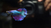 Петушок Супер Дельта розовая бабочка самец (Betta-splendens-Super-Delta-Pink-Butter)