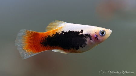 Пецилия красно белый смокинг  (Xiphophorus maculatus Red & white tuxedo Platy)