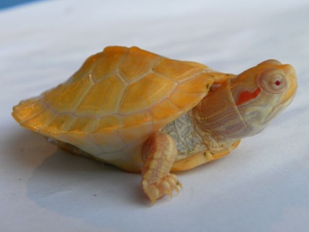 Черепаха Красноухая альбинос (лат. Trachemys scripta)