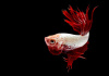 Петушок Коронохвостый красный дракон самец (Betta Fish Male-red-dragon krown-tail)