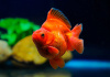 Риукин красный короткохвостый (Goldfish Ryukin red short tail)