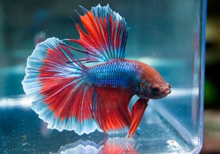 Петушок Халф Мун трехполосый самец (Betta splendens Halfmoon Tri Band)