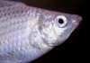 Моллинезия снежинка парусная (Poecilia velifera Silver lyretail Molly)