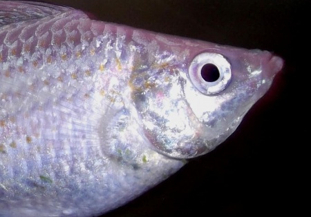 Моллинезия снежинка парусная (Poecilia velifera Silver lyretail Molly)