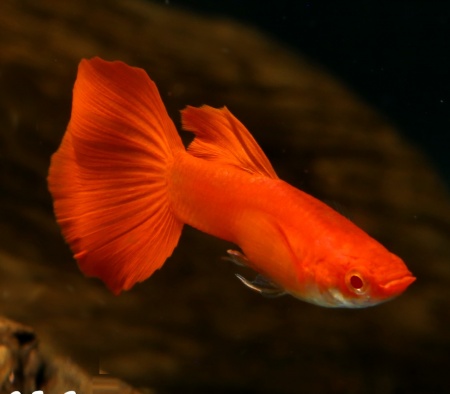 Гуппи полностью красный альбинос (Guppy Full Red albino)