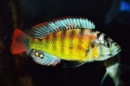 Цихлида Хаплохромис Брауна (Haplochromis brownae) 4-5см