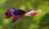 Петушок самка (курочка) коронохвостая Дракон  (Betta fish female ) 3-3,5 см