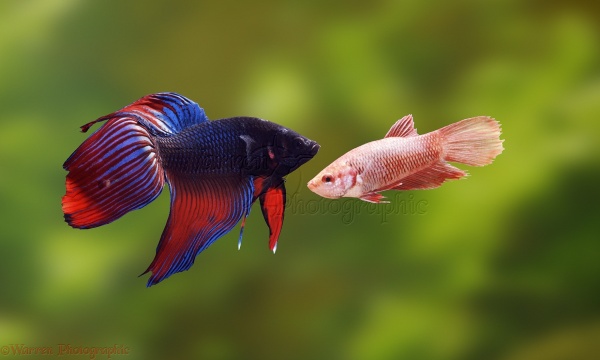 Петушок самка (курочка) коронохвостая Дракон  (Betta fish female ) 3-3,5 см