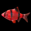 Барбус суматранский глофиш красный (Barbus GloFish)