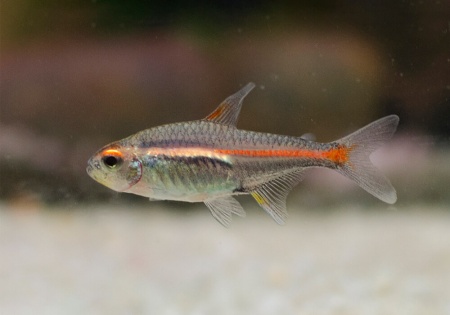 Тетра светлячок Эритрозонус (Hemigrammus Erythrosonus)