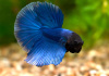 Петушок Петушок Супер Дельта сапфир самец Betta-male super delta blue-sapphire)