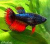 Петушок самка (курочка) коронохвостая Дракон  (Betta fish female ) 3-3,5 см