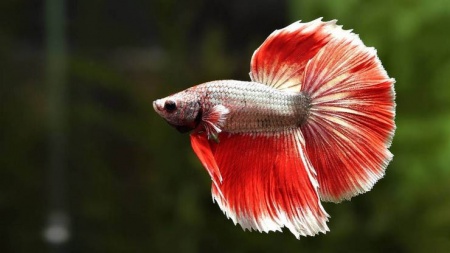 Петушок Супер Дельта красно белый самец (Betta male Super Delta-red-white)