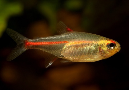 Тетра светлячок Эритрозонус (Hemigrammus Erythrosonus)