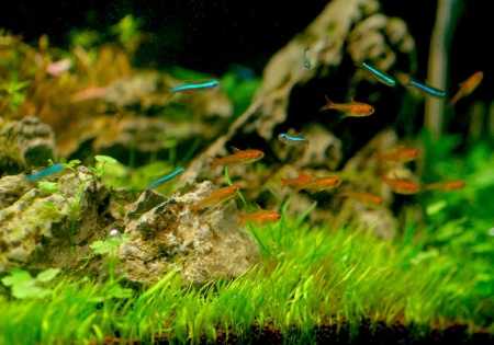 Тетра Аманда (Hyphessobrycon Amandae) 1,8  см