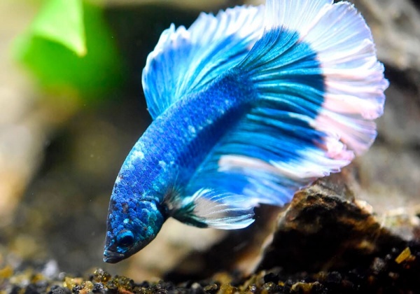 Петушок Супер Дельта синяя бабочка  самец (Betta splendens Super Delta blue white)