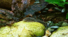 Гастромизон Пунктулатус псевдоскат , (Gastromyzon punctulatus)
