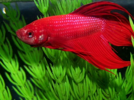 Петушок Вуалехвостый Красный самец (Betta-male-Veiltail-RED)