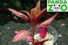  Альтернантера рейнеки вариегата Alternanthera reinecki variegated L017